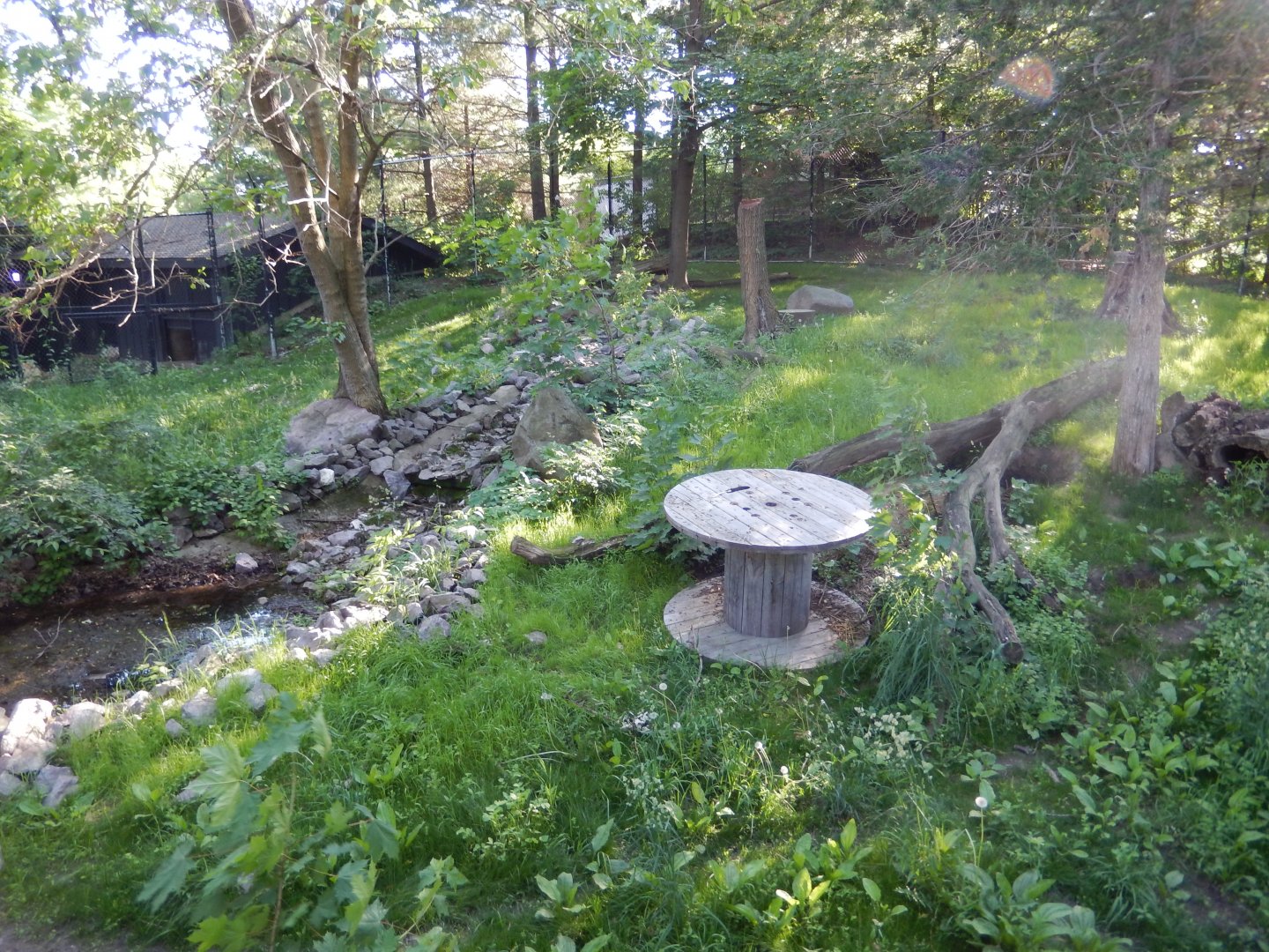 6/5/2020 - Gray Wolf Habitat