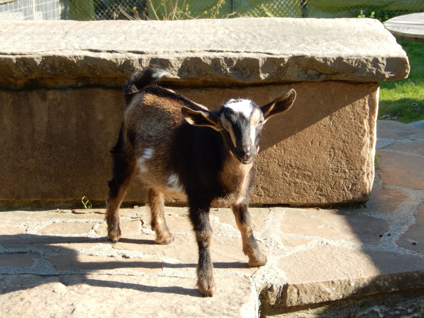 6/5/2020 - Little Kid on the Block