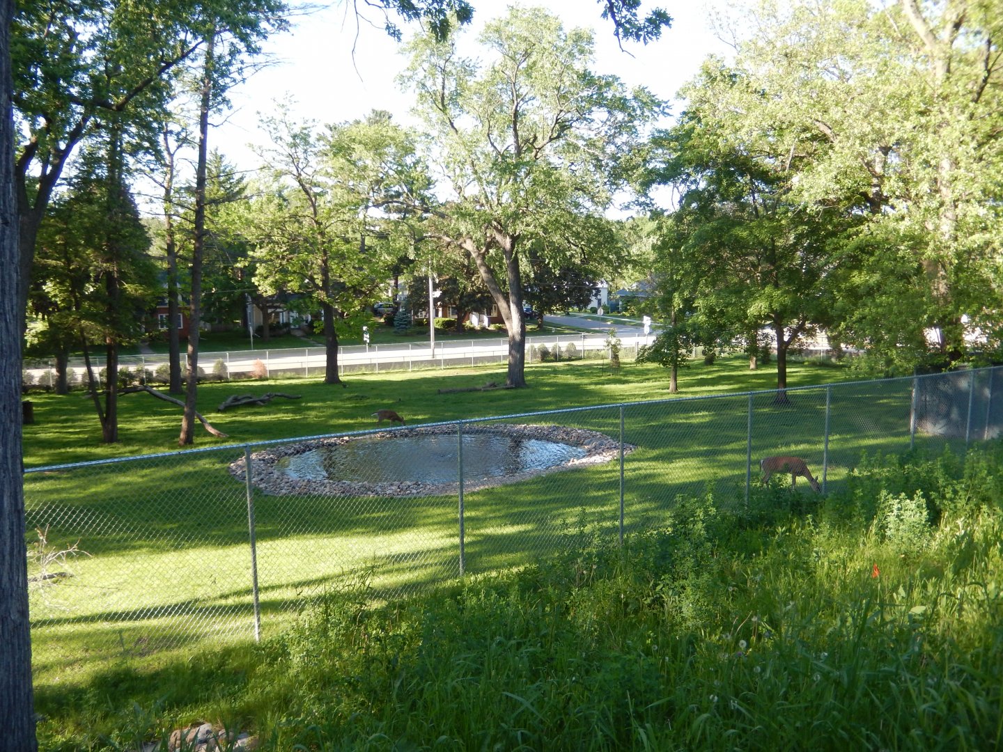 6/5/2020 - Mixed-Species Habitat