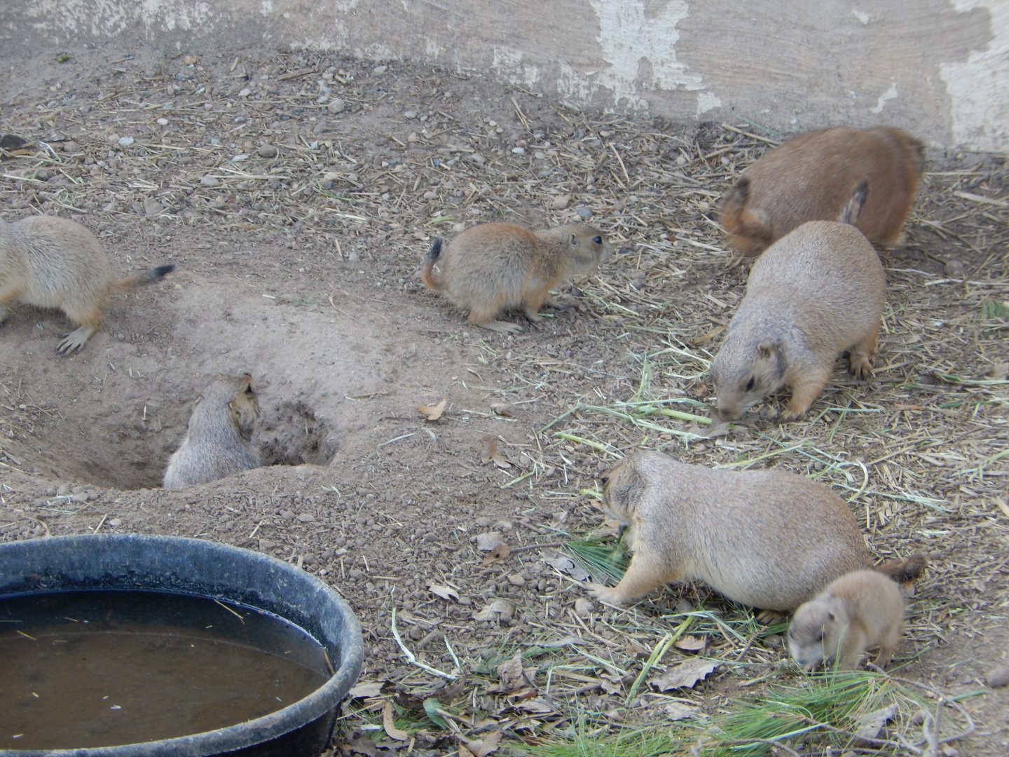 6/5/2020 - Prairie Dogs
