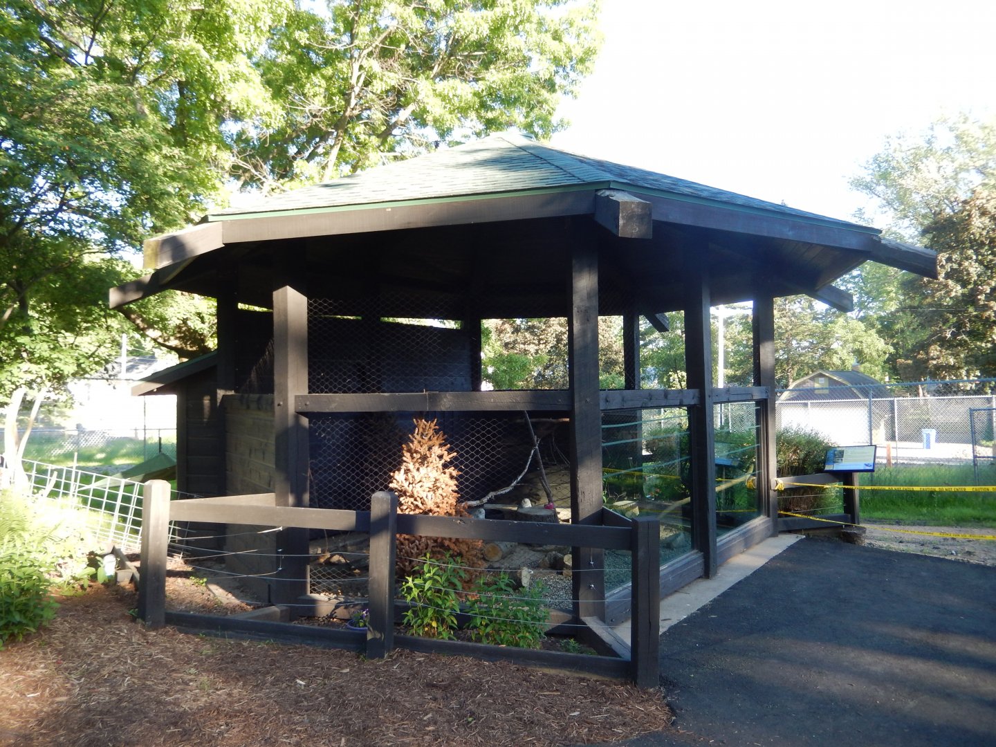 6/5/2020 - Snowy Owl Aviary