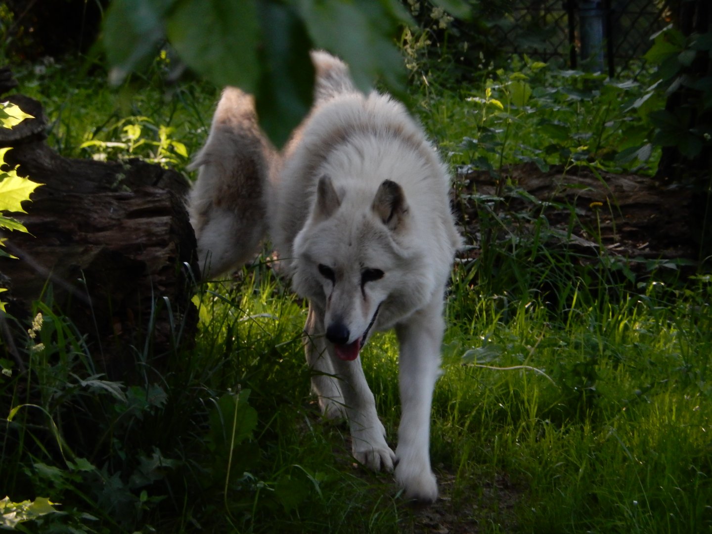 6/5/2020 - The Loner