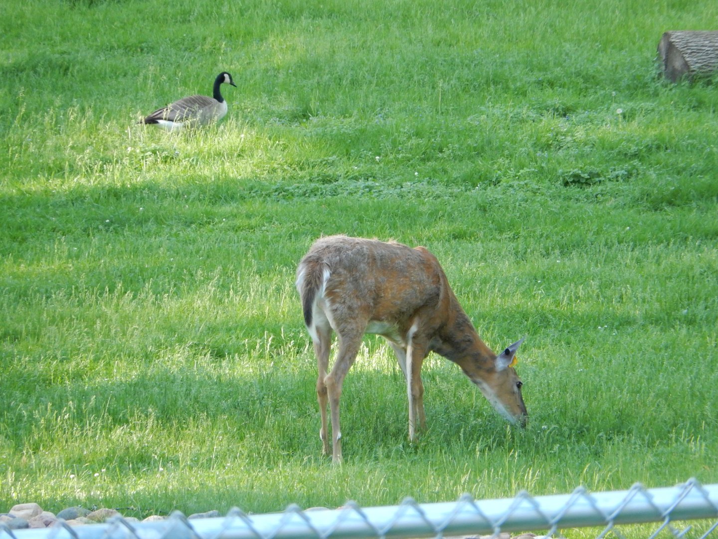 6/5/2020 - White-tailed Deer & Canada Goose
