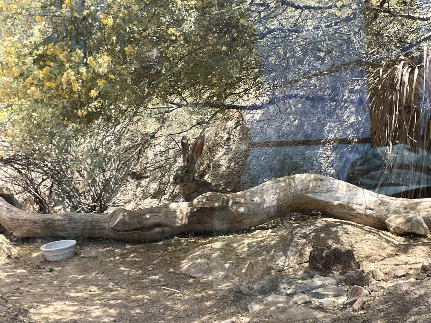 6/5/2024 -  Antelope Jackrabbit