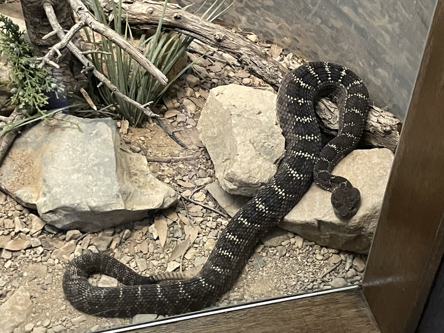 6/5/2024 - Arizona Black Rattlesnake