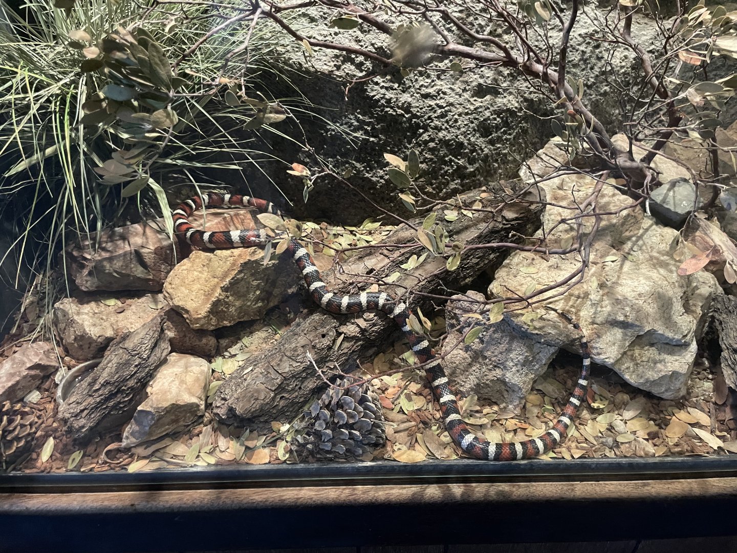 6/5/2024 - Arizona Mountain Kingsnake