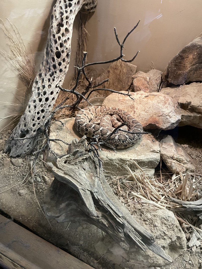 6/5/2024 - Baja California Rattlesnake