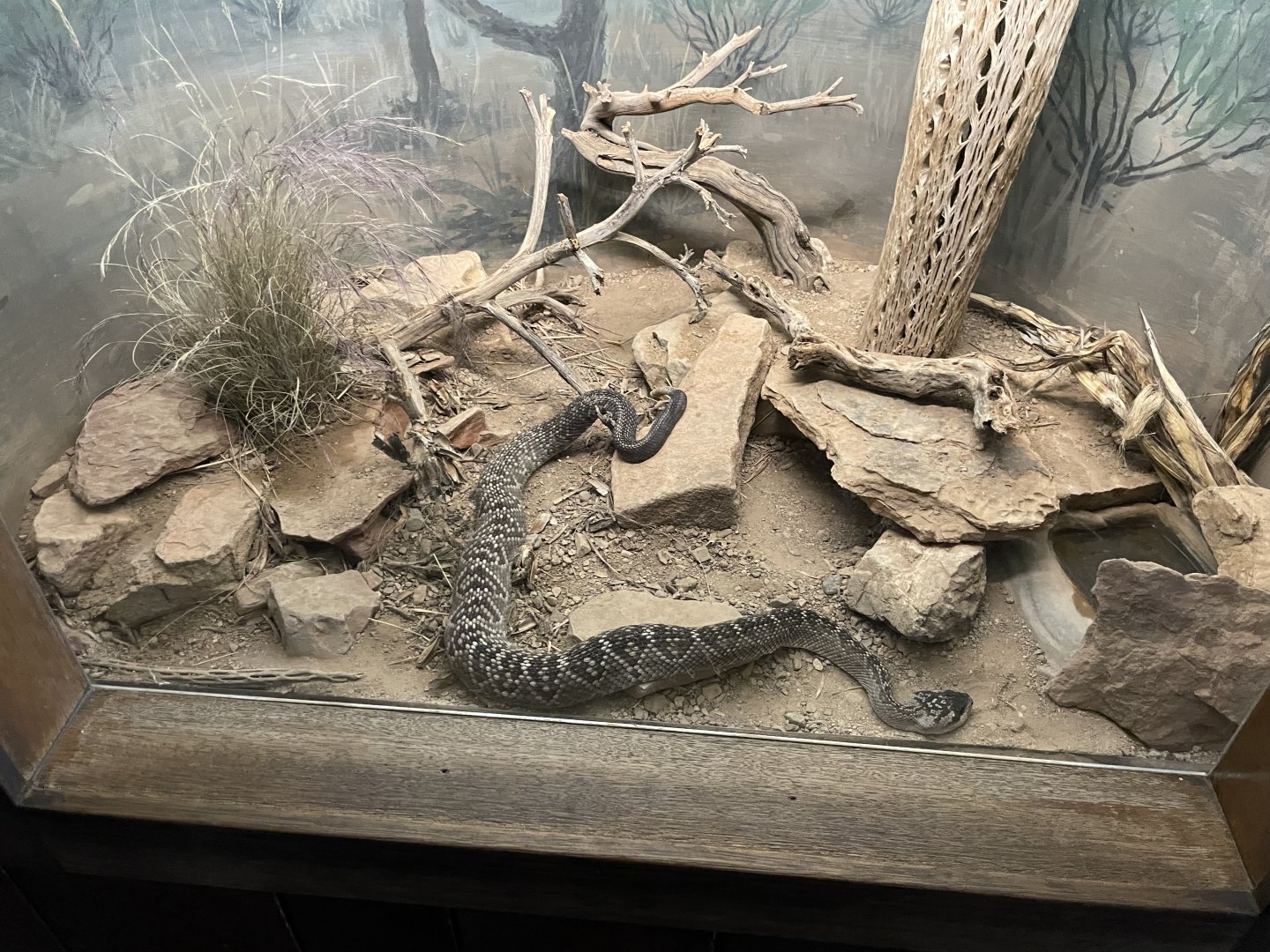 6/5/2024 - Black-Tailed Rattlesnake