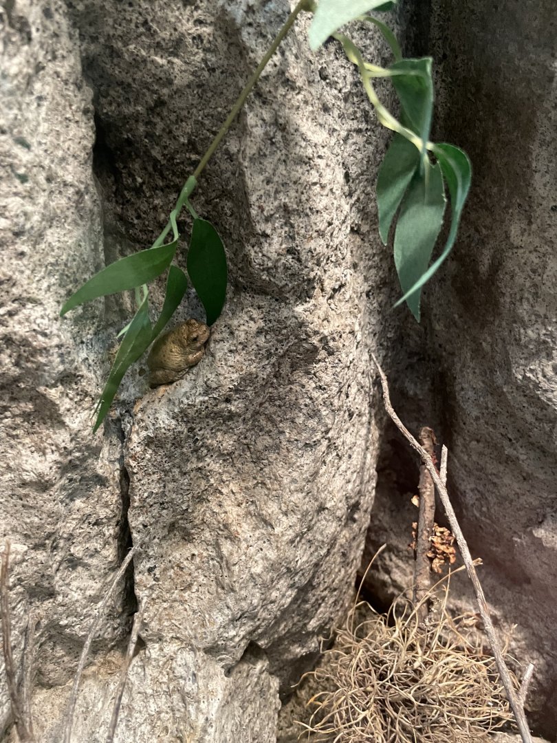6/5/2024 - Canyon Tree Frog