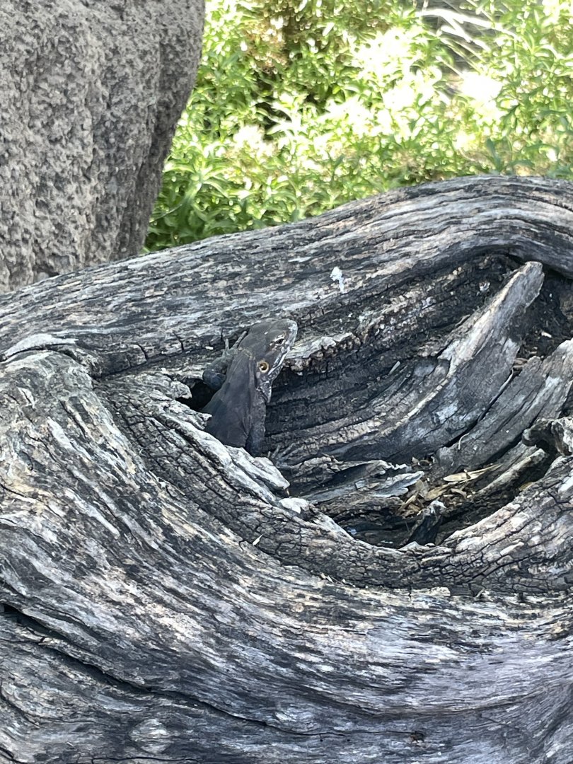 6/5/2024 - Chuckwalla