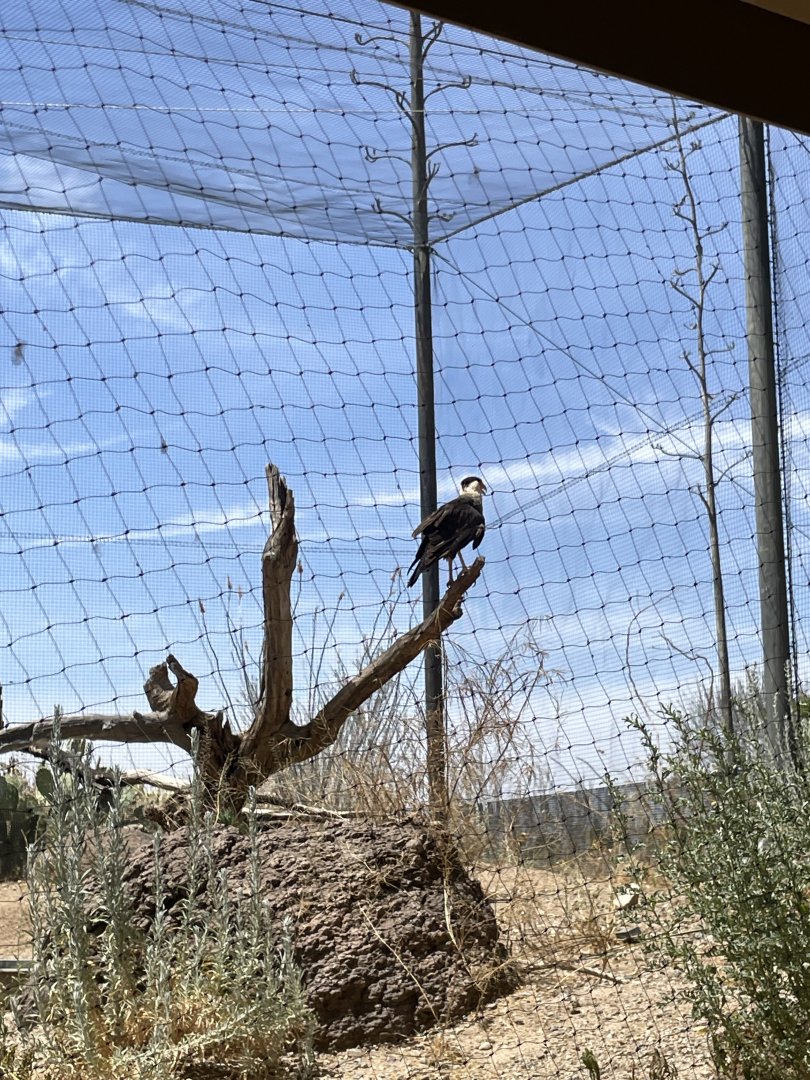 6/5/2024 - Crested Caracara
