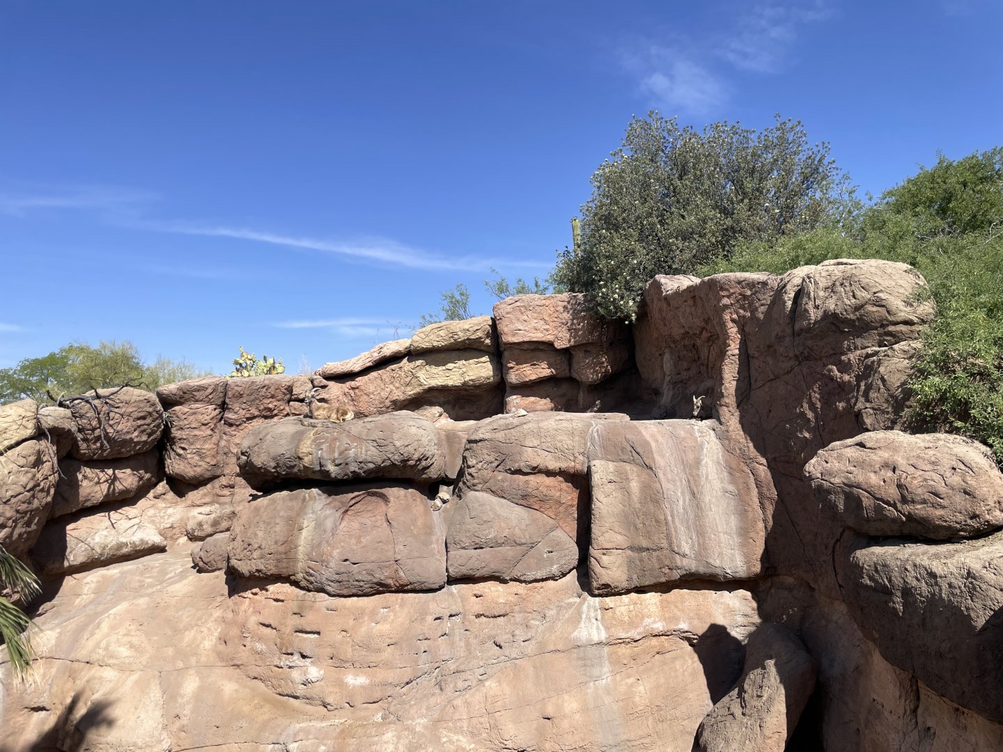 6/5/2024 - Desert Bighorn Sheep