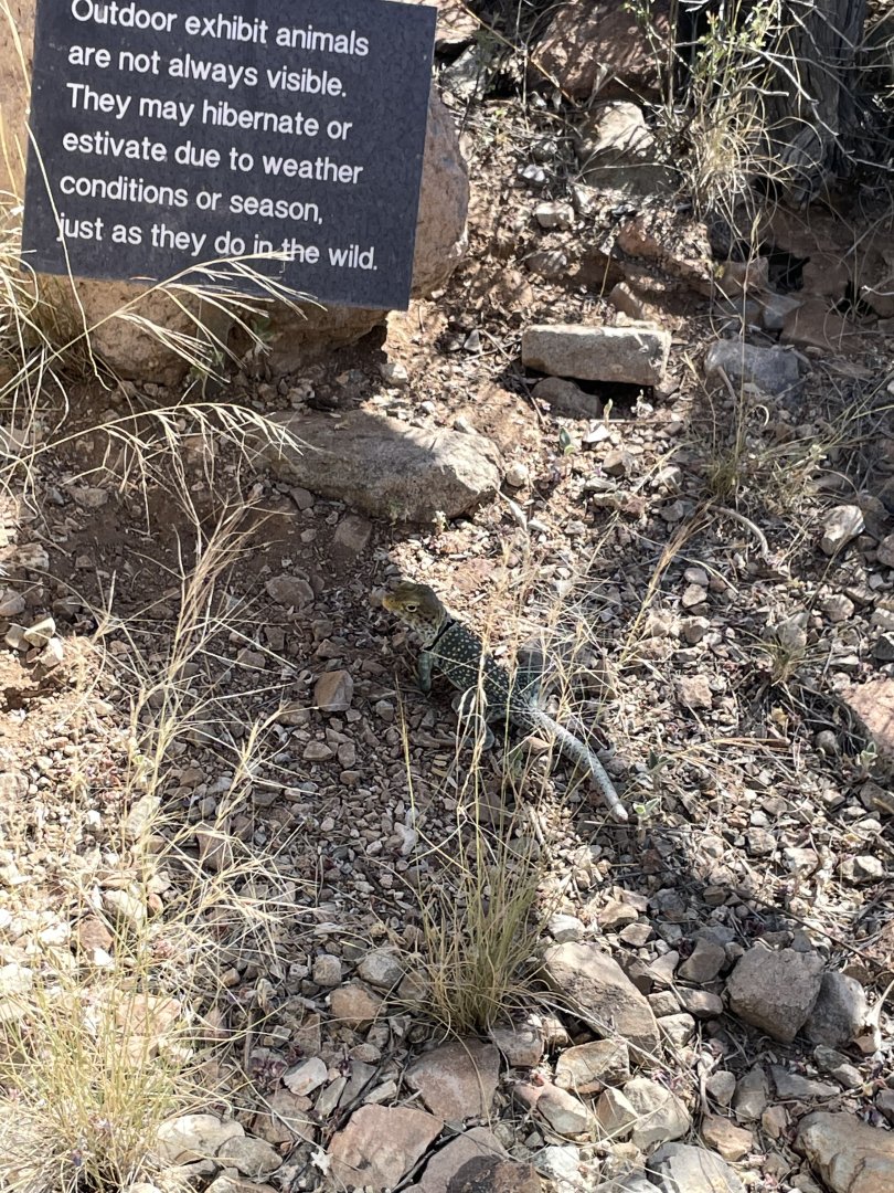 6/5/2024 - Eastern Collared Lizard
