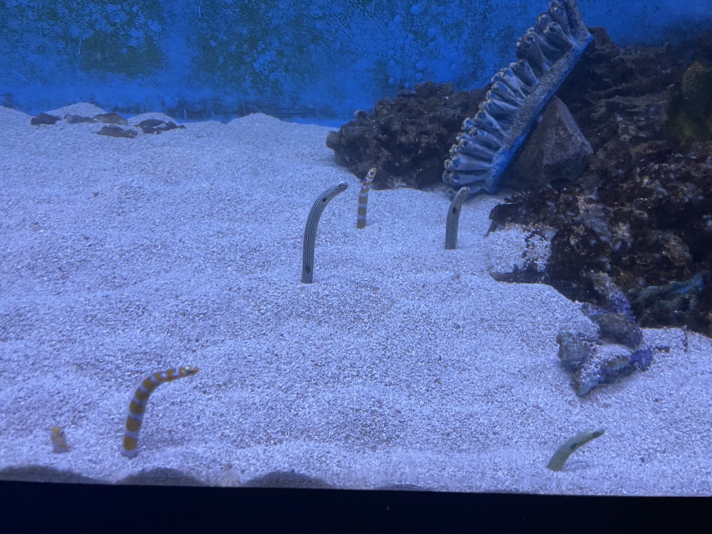 6/5/2024 - Garden Eels