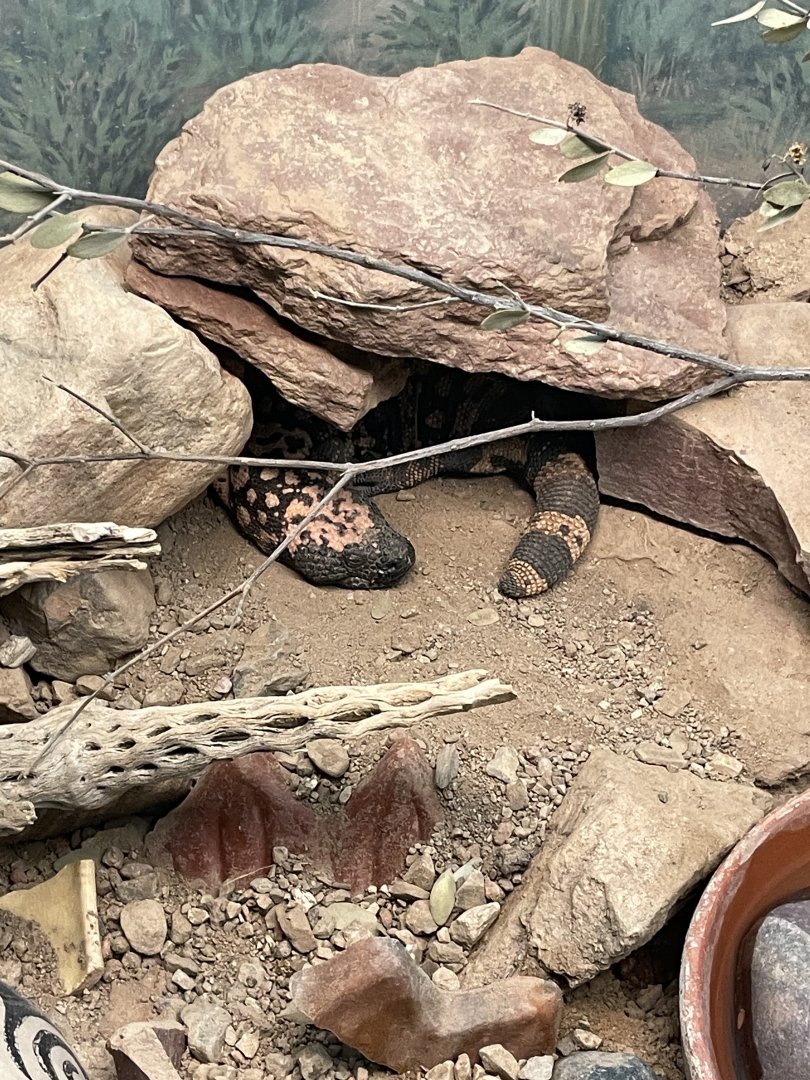 6/5/2024 - Gila Monster
