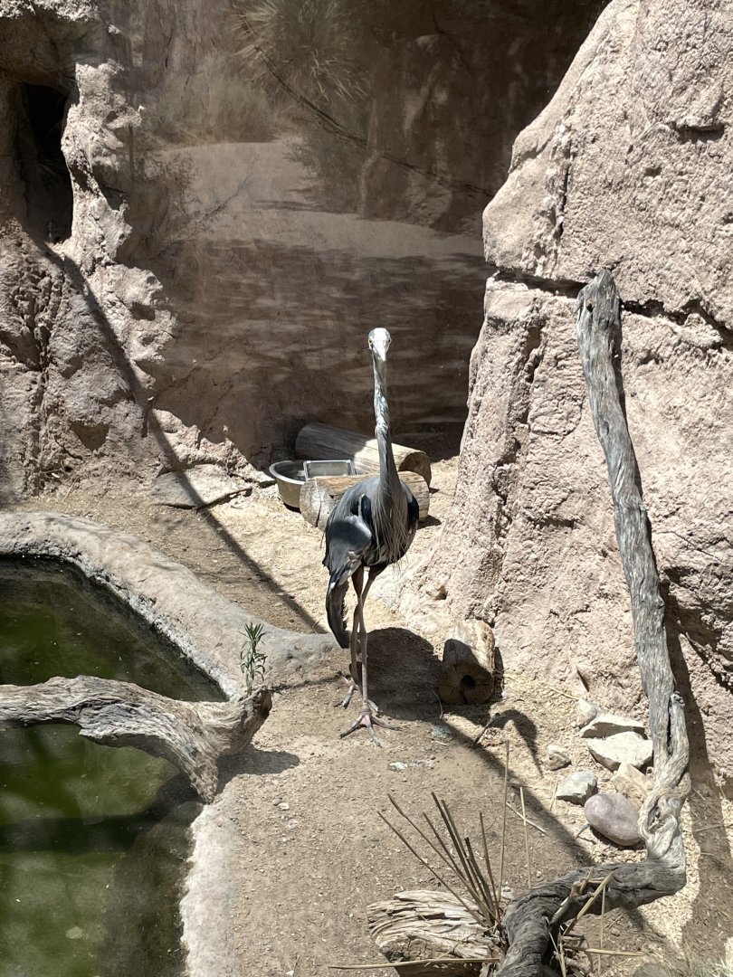 6/5/2024 - Great Blue Heron