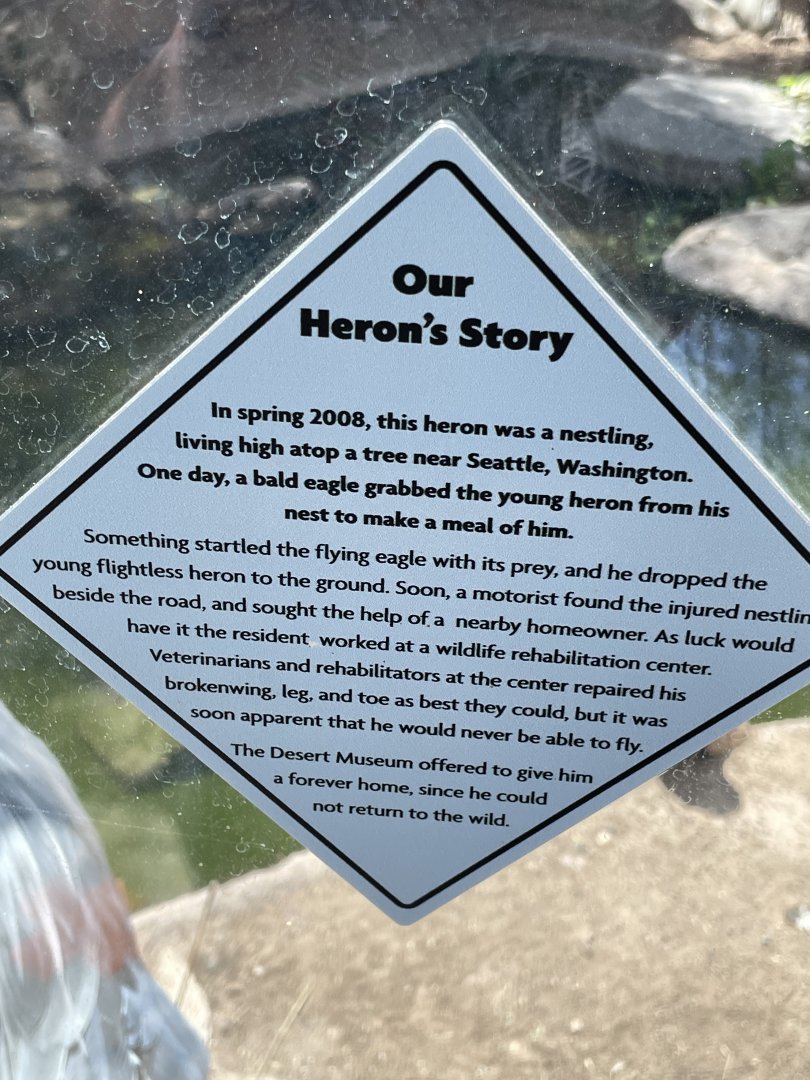 6/5/2024 - Heron's Story
