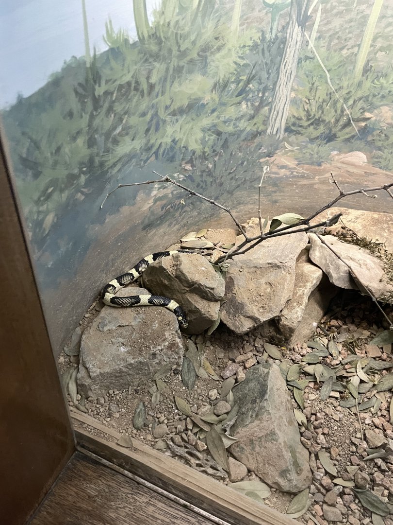 6/5/2024 - Long-Nosed Snake