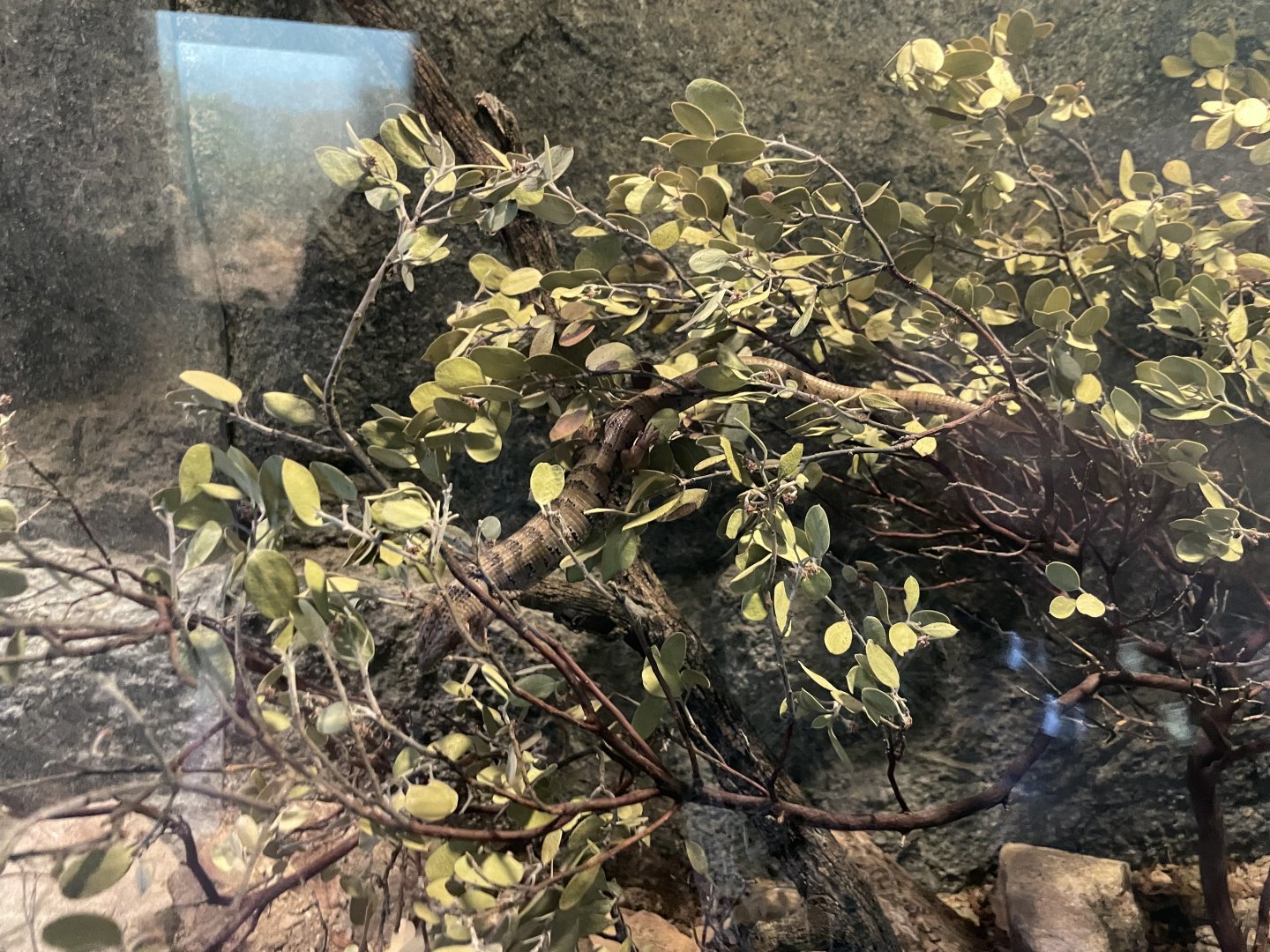 6/5/2024 - Madrean Alligator Lizard