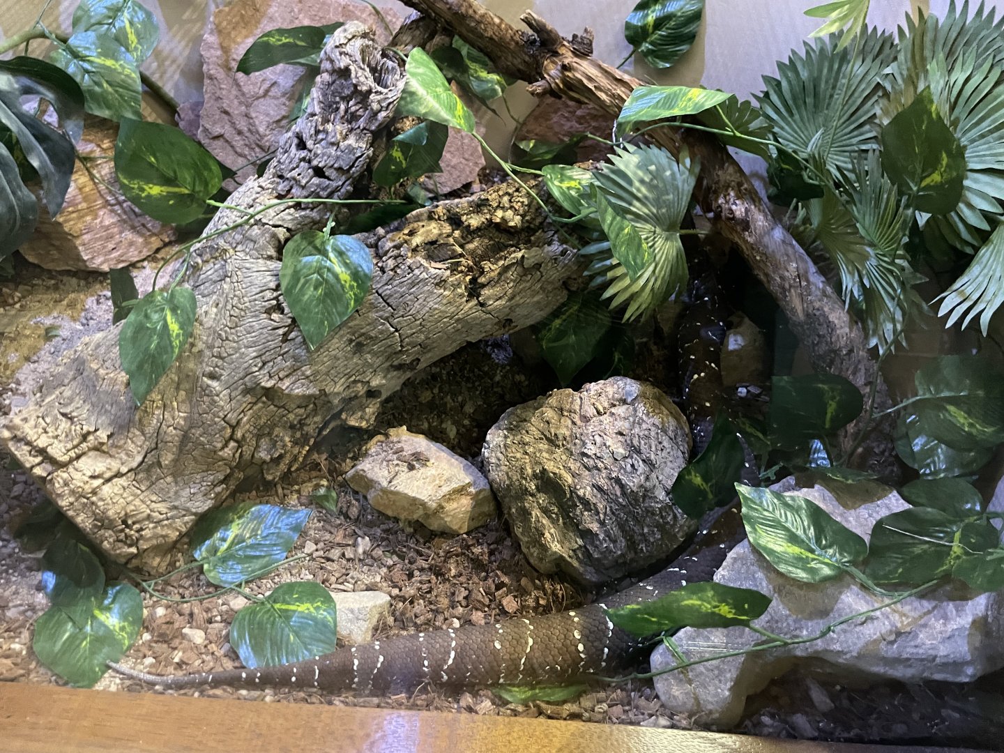 6/5/2024 - Mexican Cantil