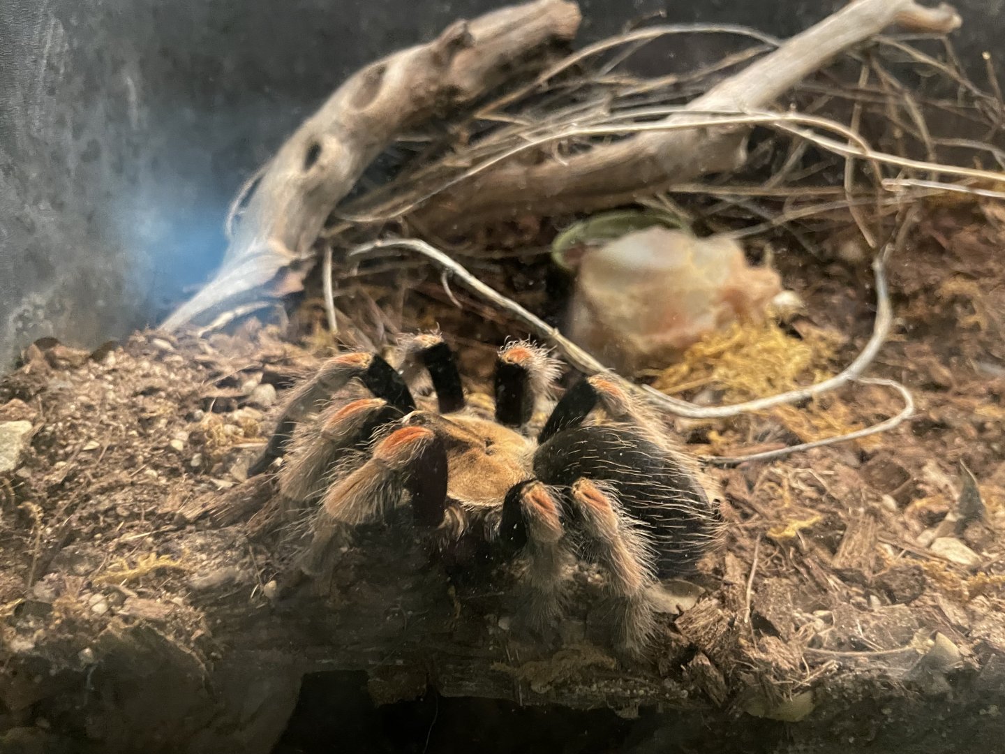 6/5/2024 - Mexican Fireleg Tarantula