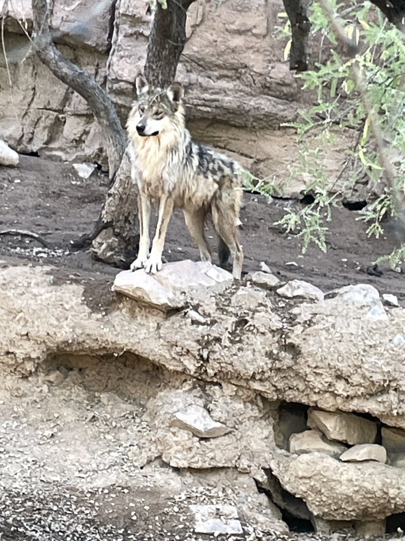 6/5/2024 - Mexican Gray Wolf