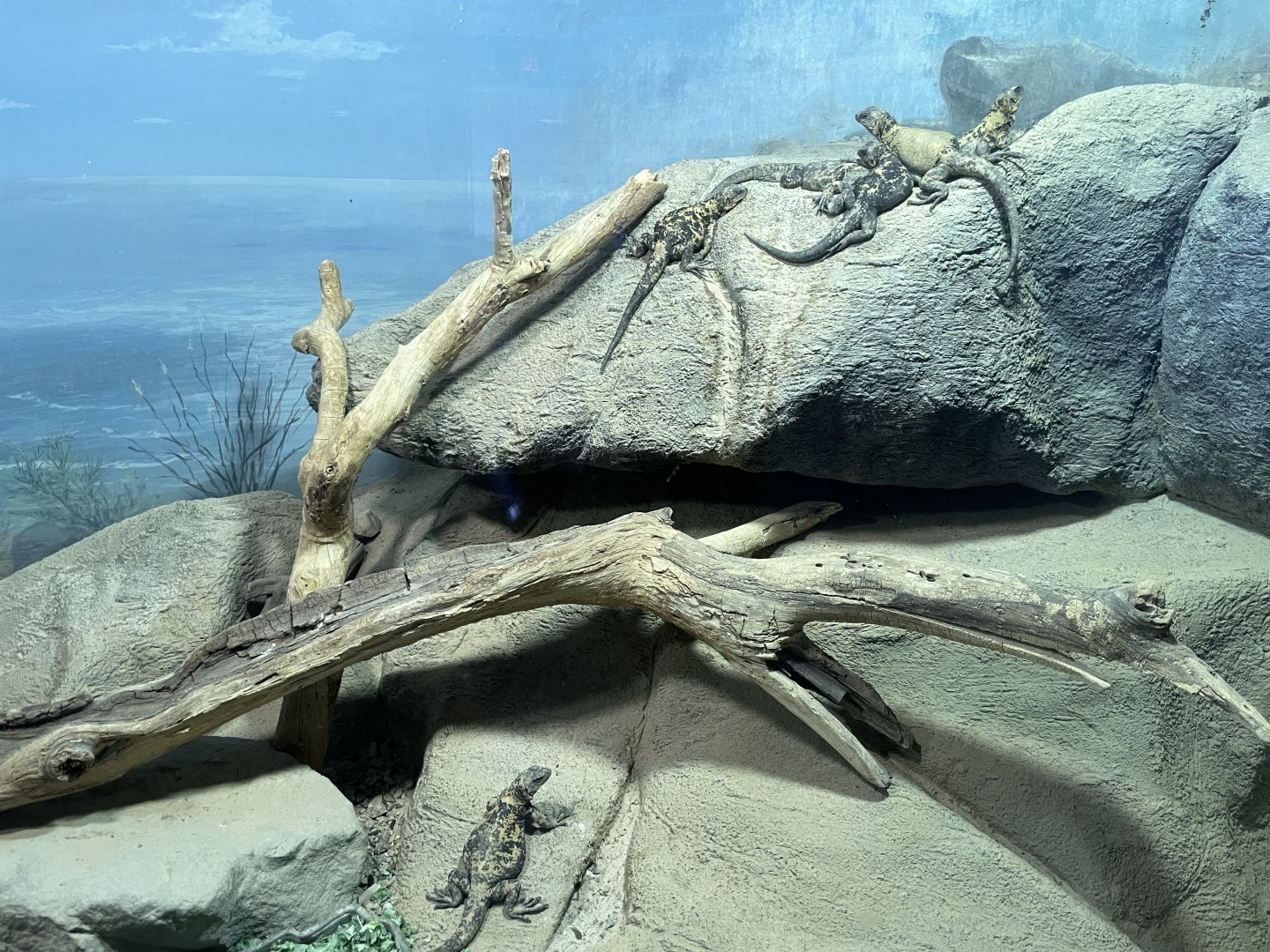 6/5/2024 - San Esteban Chuckwalla