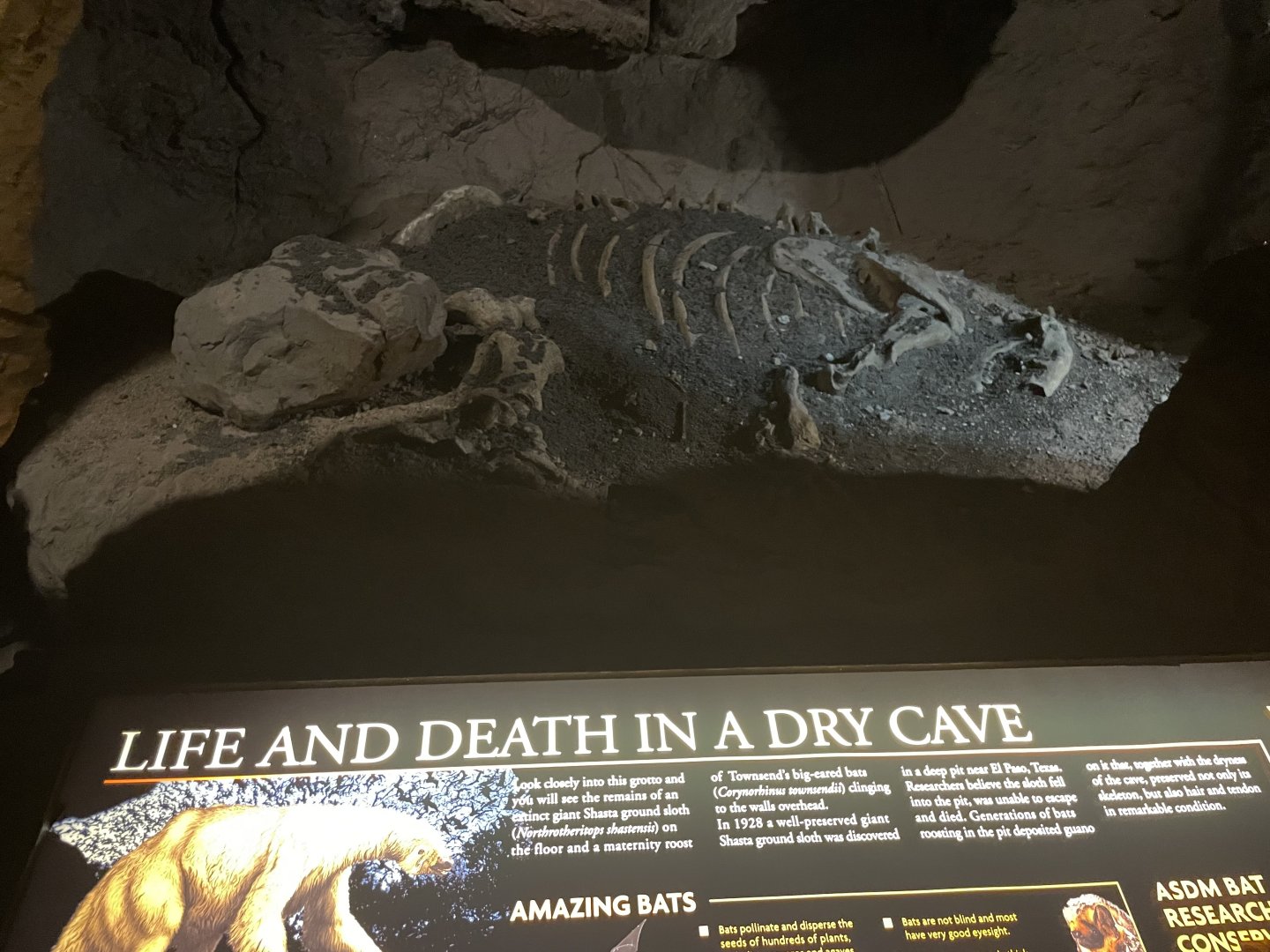 6/5/2024 - Shasta Ground Sloth