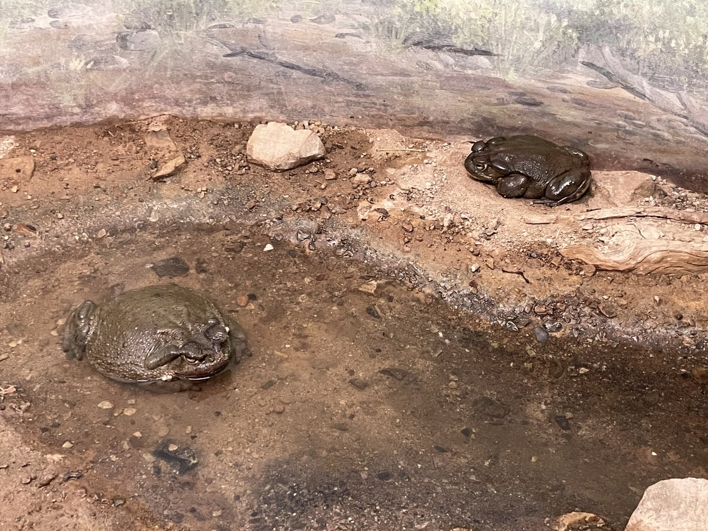 6/5/2024 - Sonoran Desert Toad