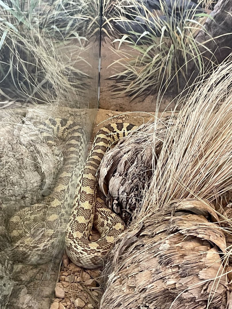 6/5/2024 - Sonoran Gopher Snake