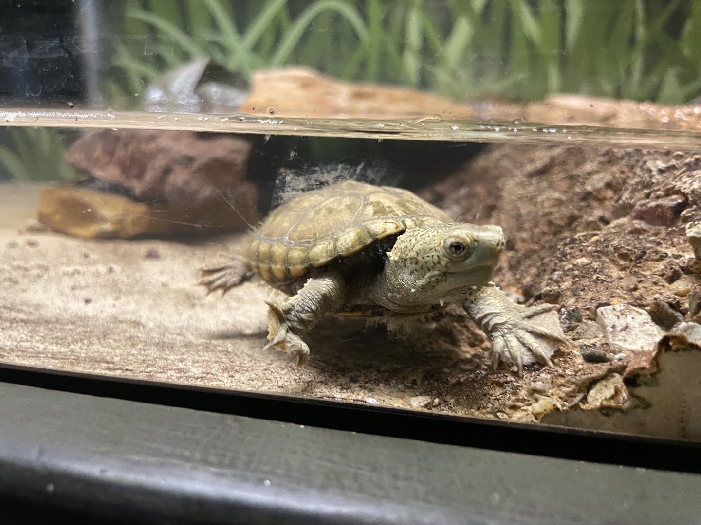6/5/2024 - Sonoran Mud Turtle