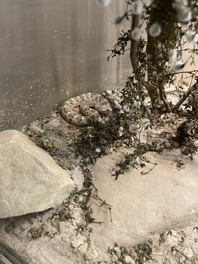 6/5/2024 - Sonoran Sidewinder