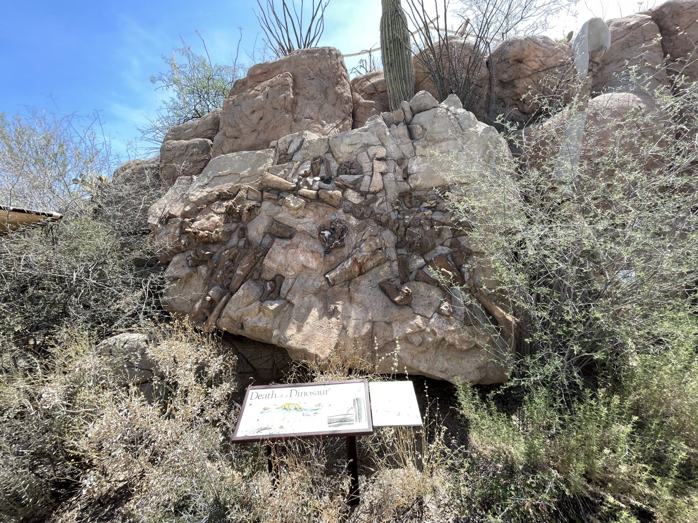 6/5/2024 - Sonorasaurus skeleton cast