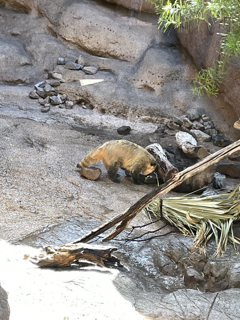 6/5/2024 - South American Coati