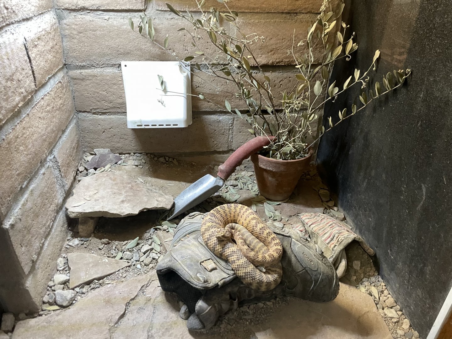 6/5/2024 - Tiger Rattlesnake