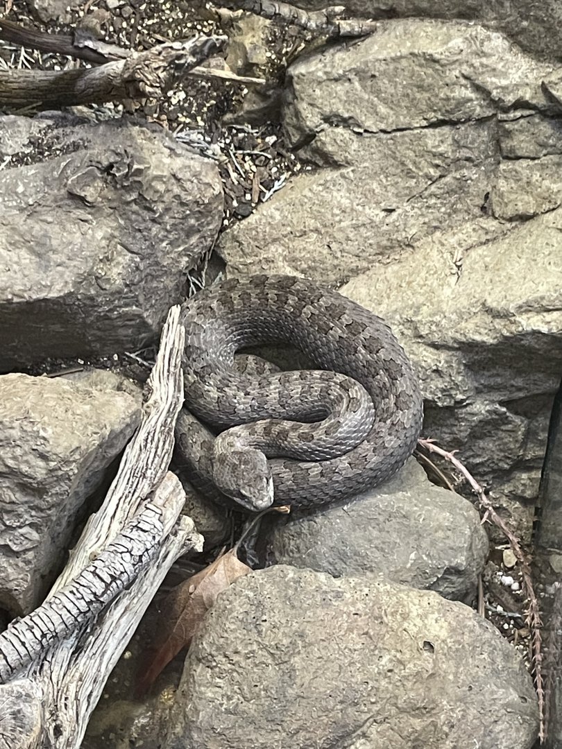 6/5/2024 - Twin-Spotted Rattlesnake