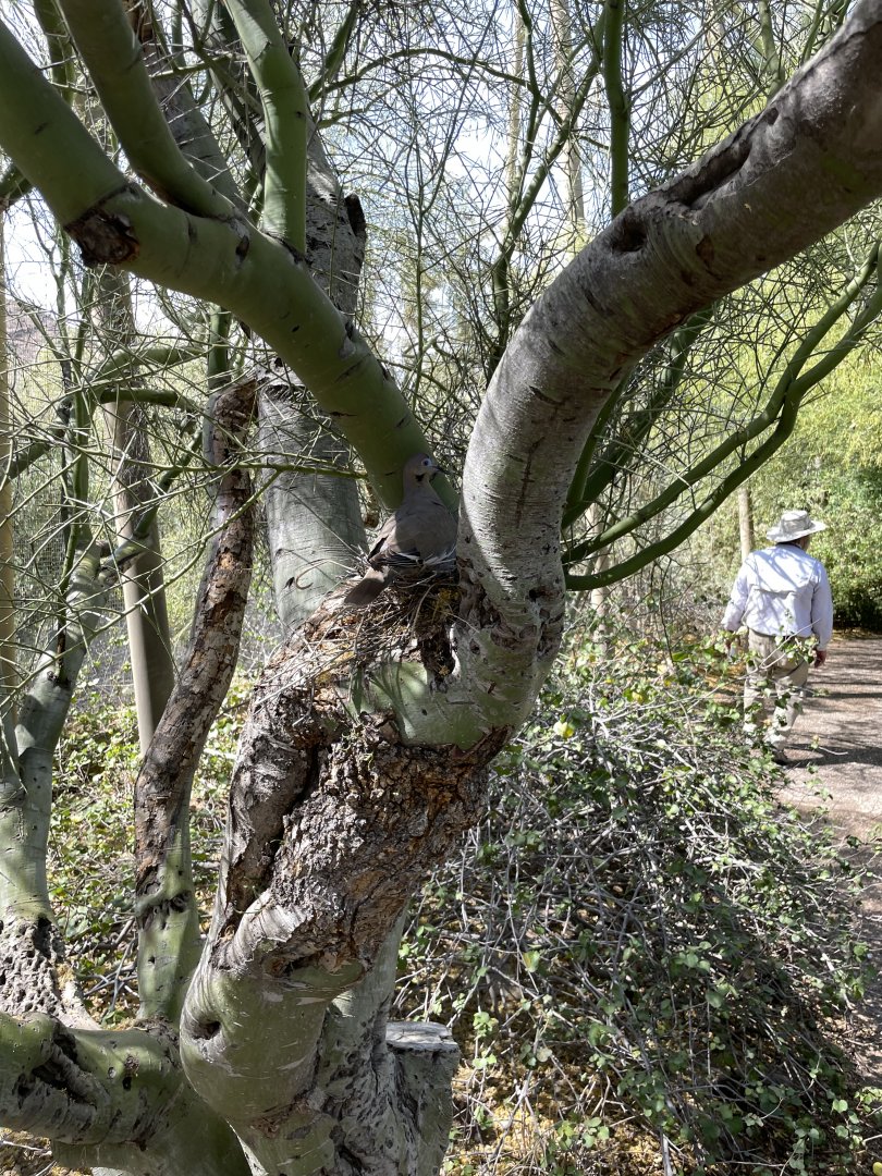 6/5/2024 - White-Winged Dove and Nest