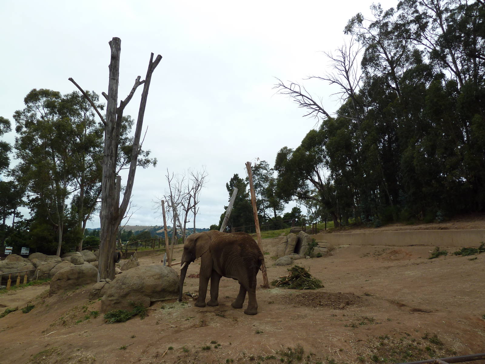 6-Acre African Elephant Exhibit
