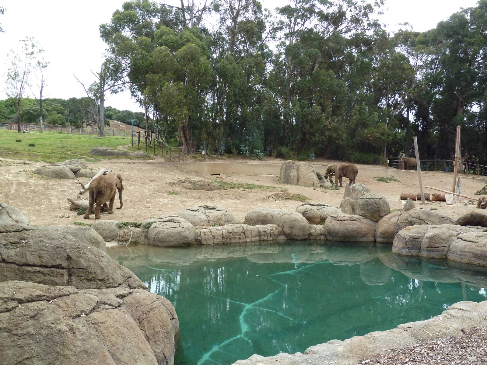 6-Acre African Elephant Exhibit
