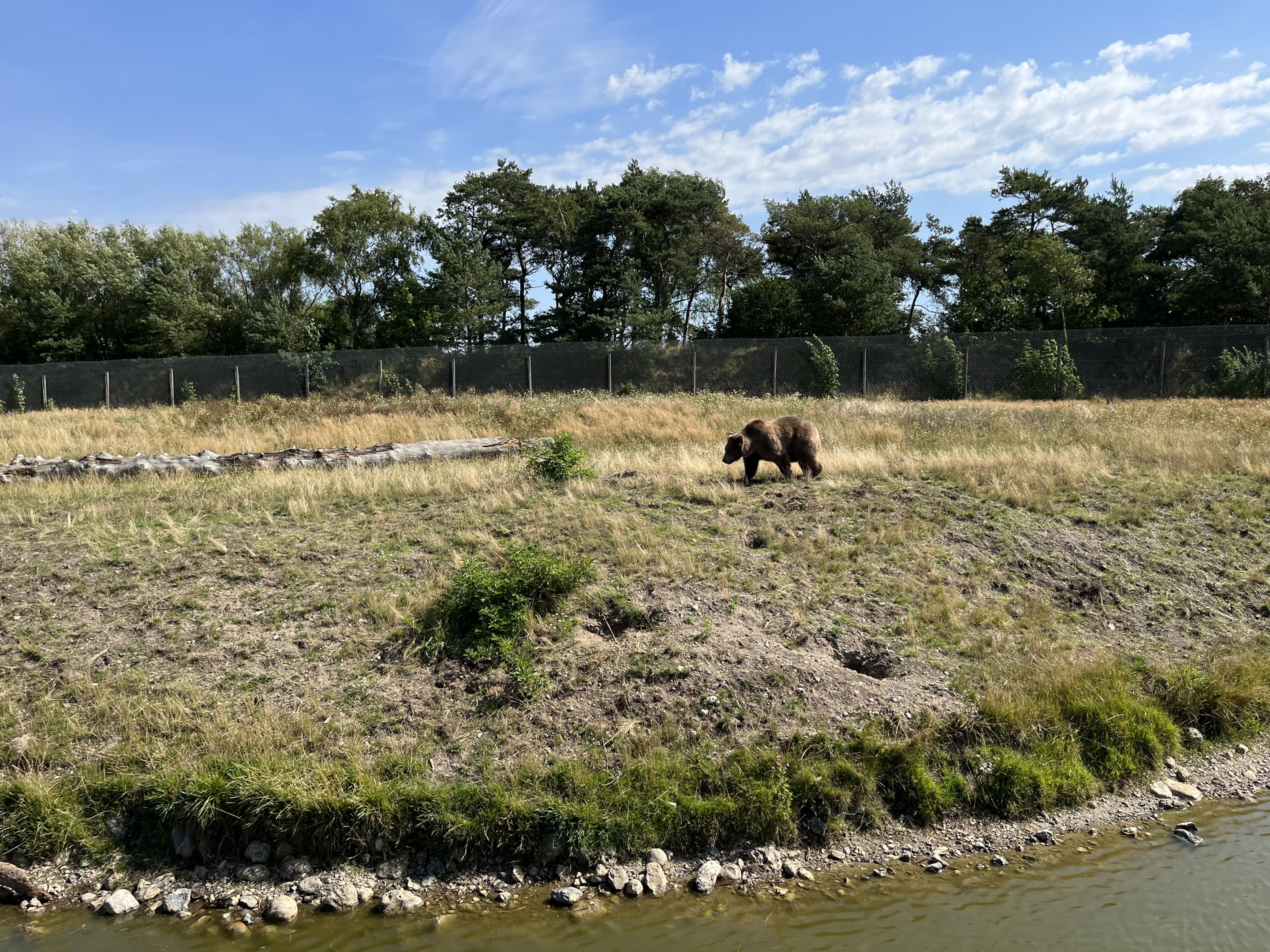 6 Acre Brown Bear Exhibit