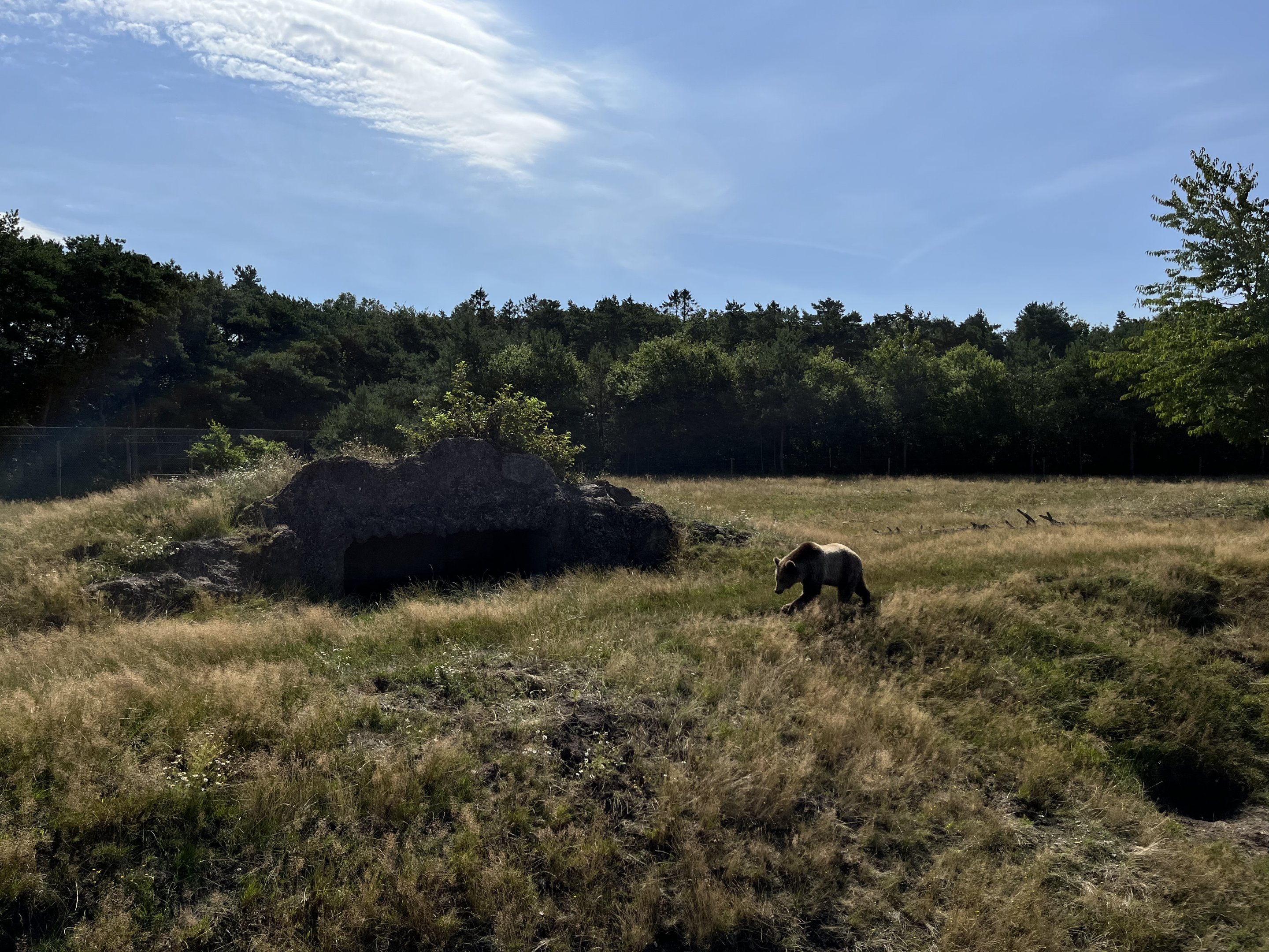 6 Acre Brown Bear Exhibit