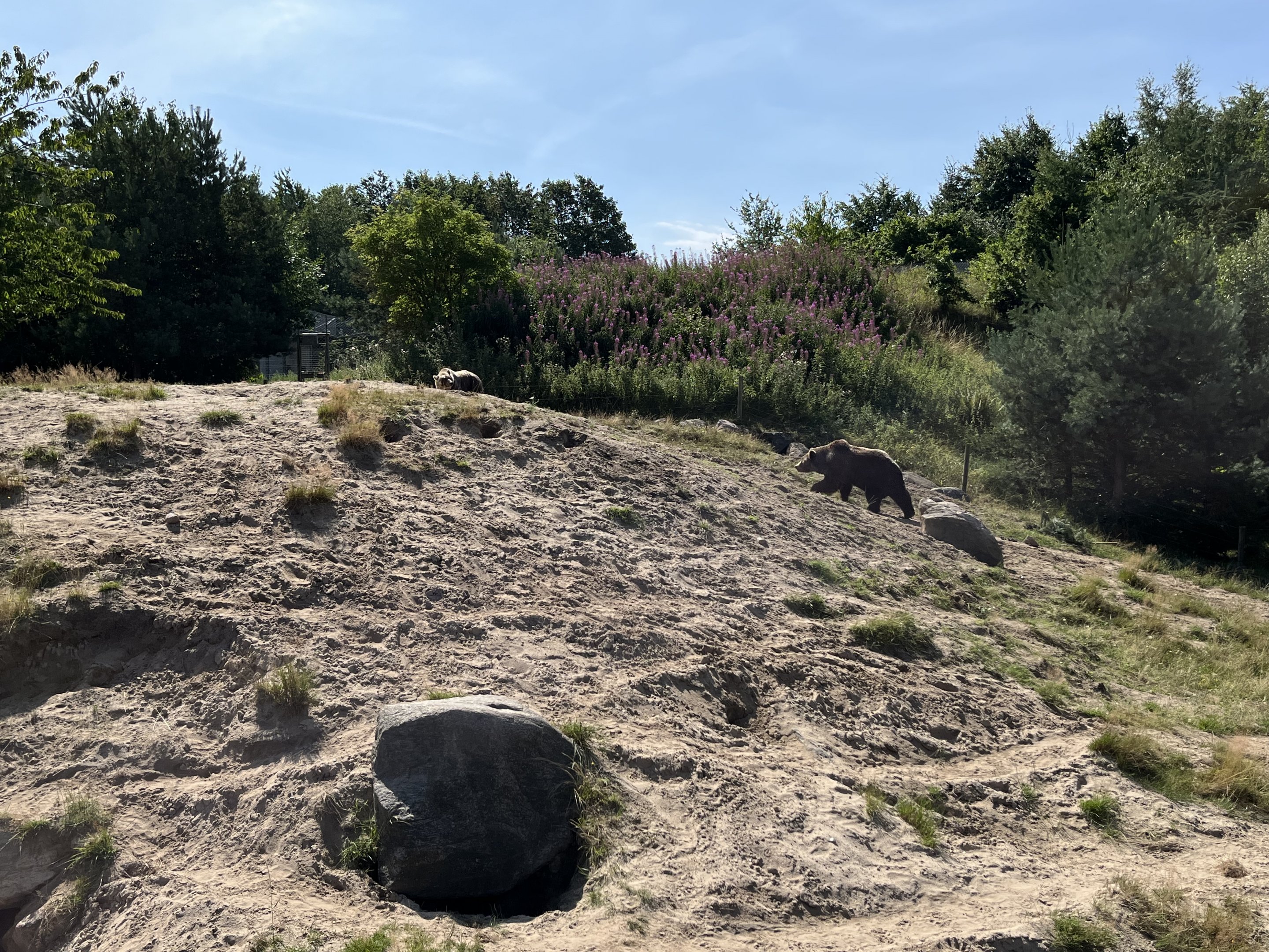6 Acre Brown Bear Exhibit