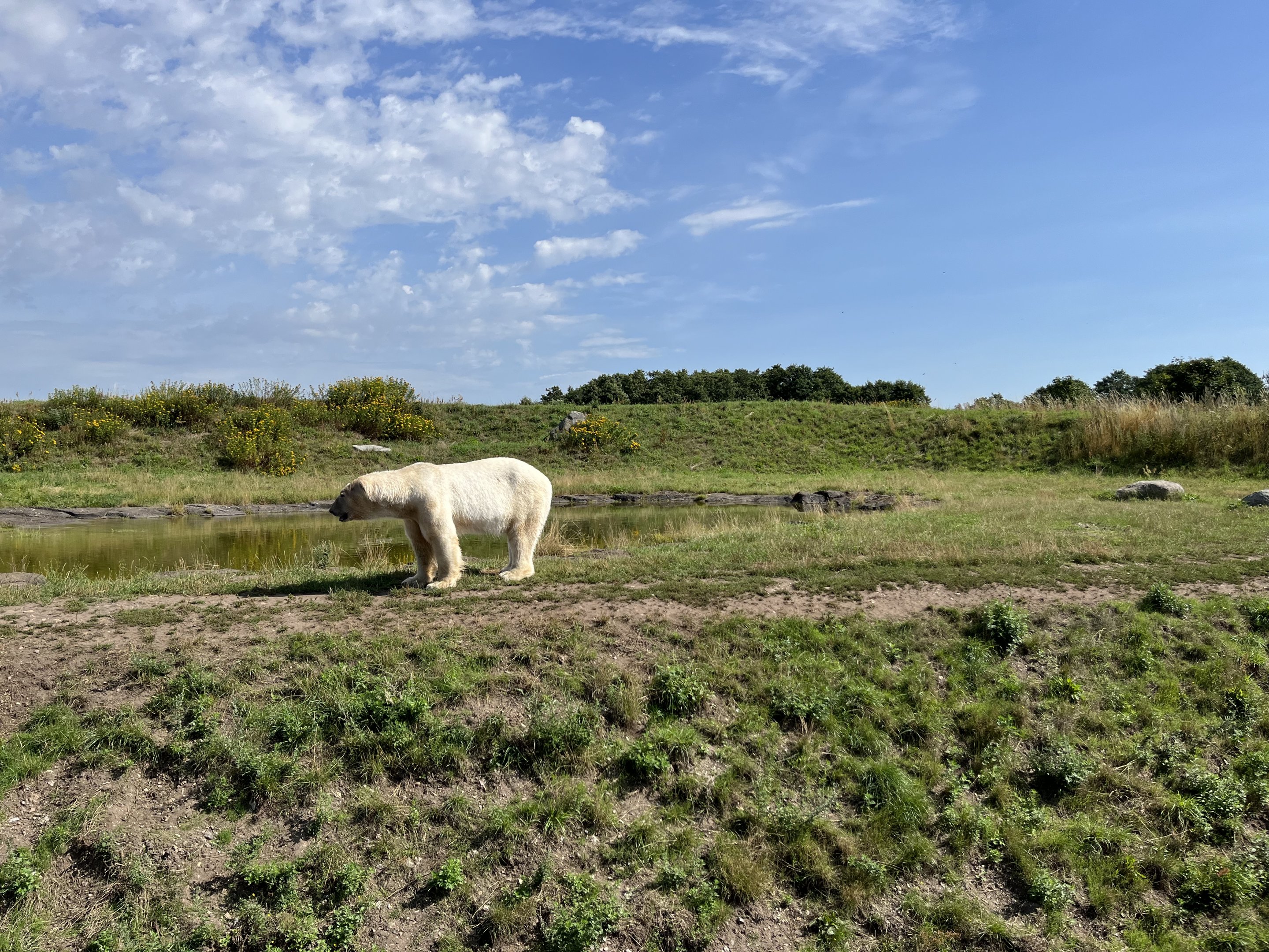 6 Acre Polar Bear Exhibit
