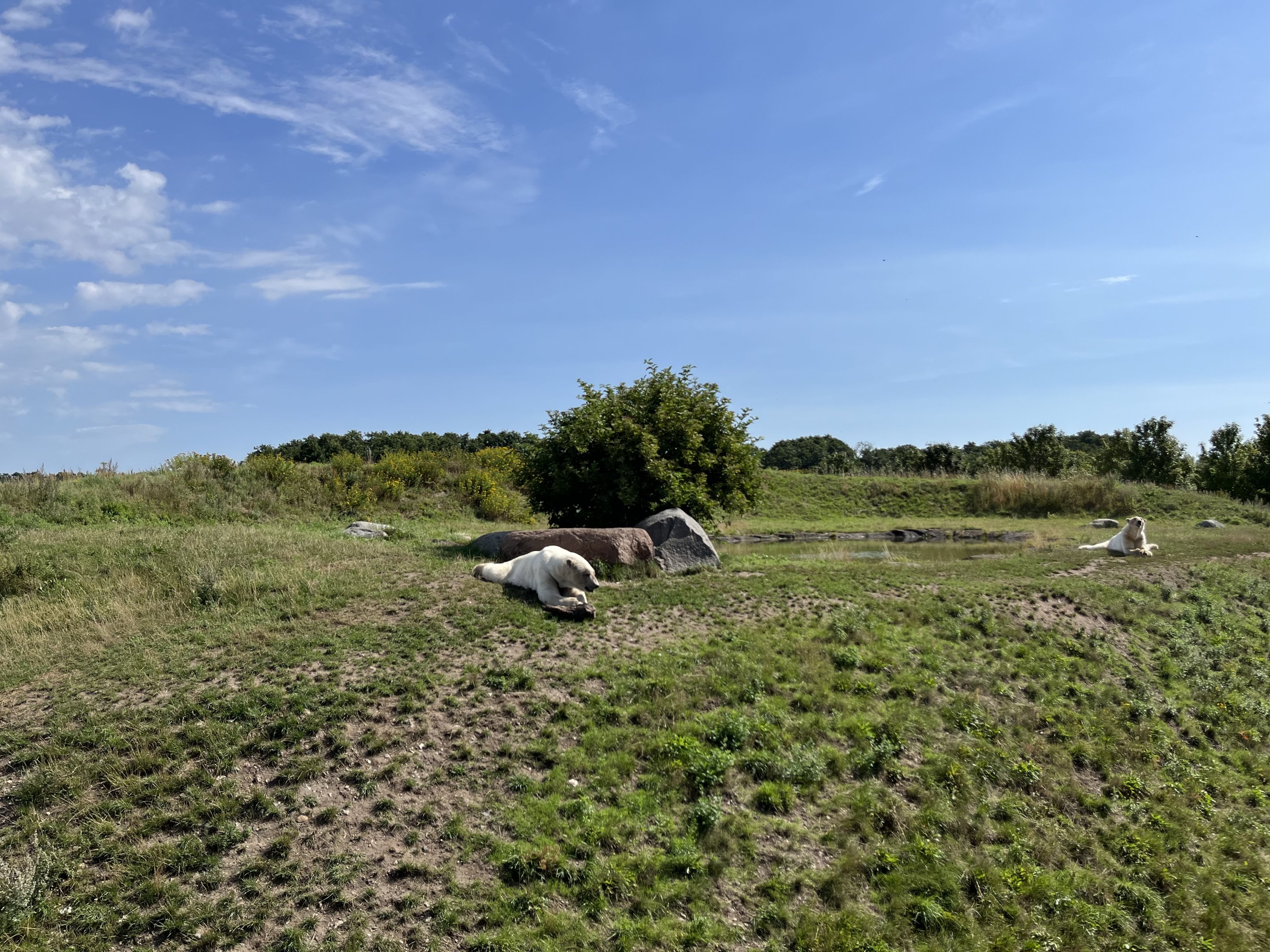 6 Acre Polar Bear Exhibit