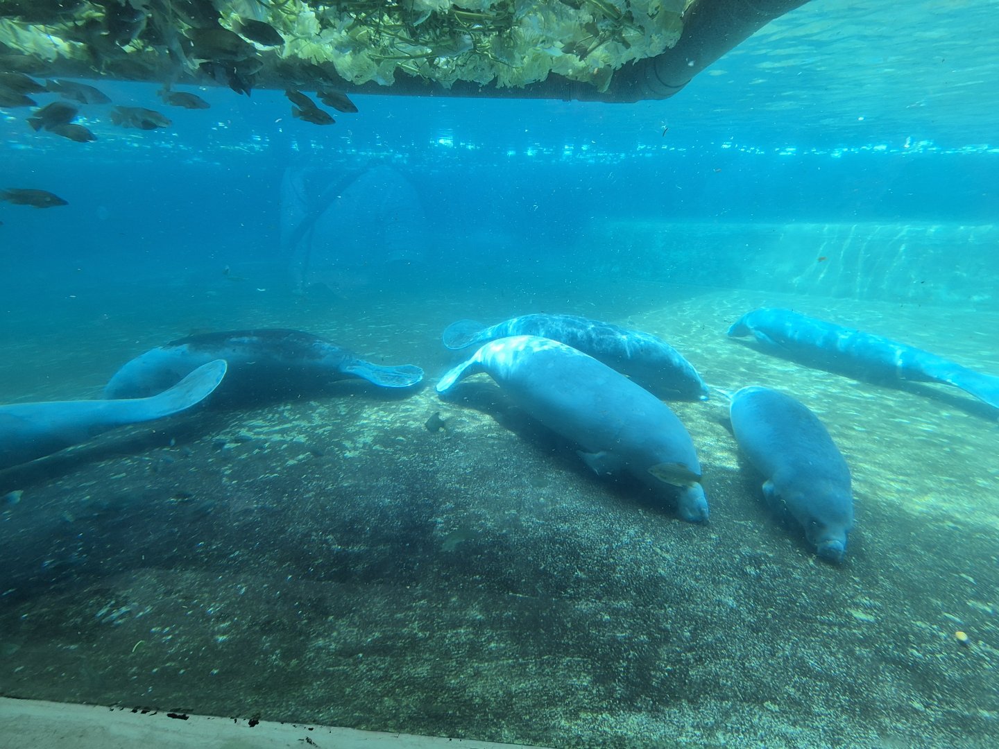 6 African Manatees