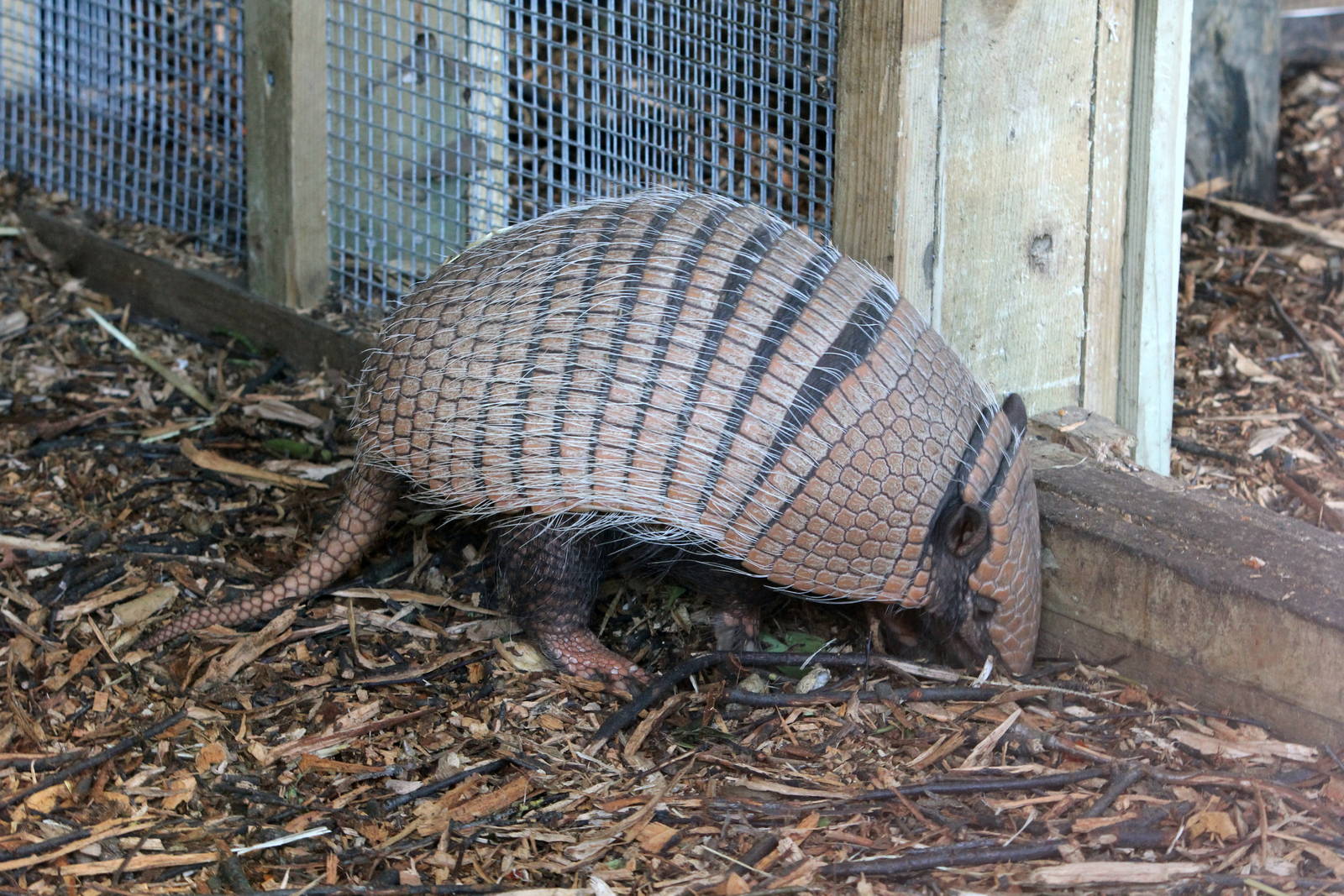 6 banded armadillo 21-2-15