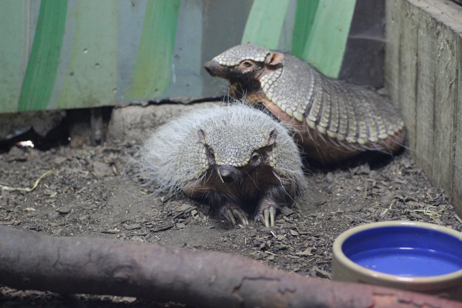 6 Banded Armadillo's