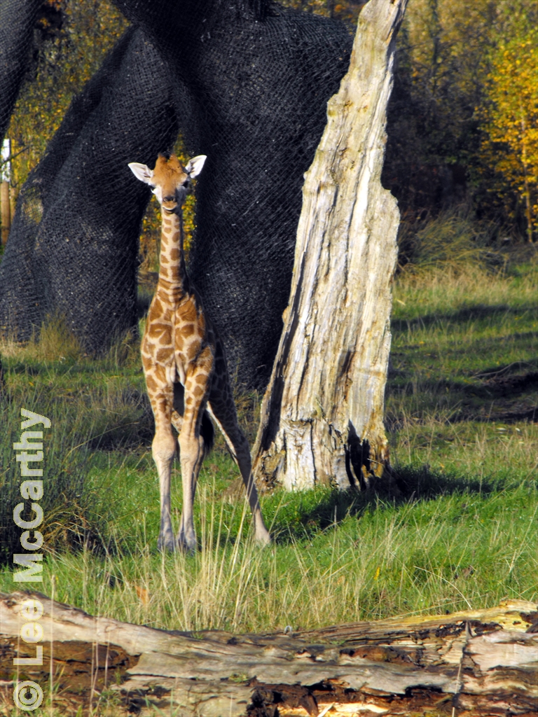 6 Day old Giraffe calf exploring her paddock