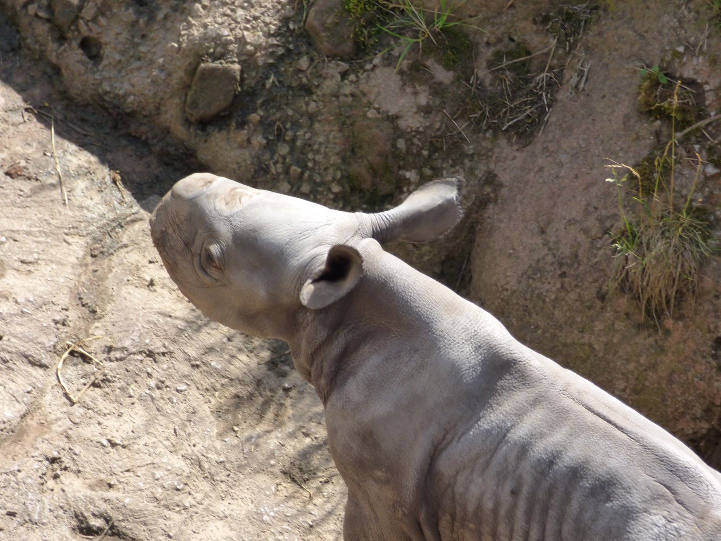 6 day old male Eastern Black Rhino calf
