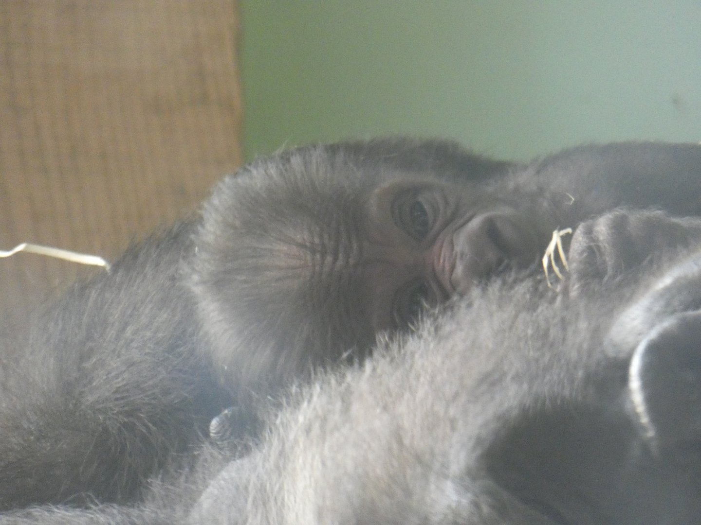 6 day old Western Lowland Gorilla